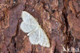 Crème stipspanner (Scopula ternata)