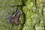 Setaceous Hebrew Character (Xestia c-nigrum)