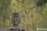 Little Owl (Athene noctua)