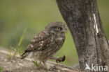 Little Owl (Athene noctua)