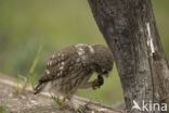 Little Owl (Athene noctua)