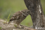 Steenuil (Athene noctua)