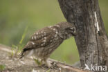 Little Owl (Athene noctua)