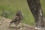 Little Owl (Athene noctua)