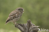 Little Owl (Athene noctua)