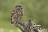 Little Owl (Athene noctua)