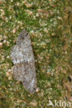 Pale Oak Beauty (Hypomecis punctinalis)