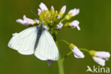 Klein geaderd witje (Pieris napi)