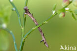 Orange Moth (Angerona prunaria)