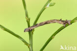 Oranje iepentakvlinder (Angerona prunaria)