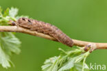 Double-Square-spot (Xestia triangulum)