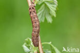 Double-Square-spot (Xestia triangulum)