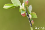 Beautiful Hook-tip (Laspeyria flexula)