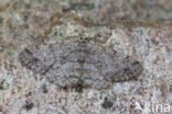 Pale Oak Beauty (Hypomecis punctinalis)