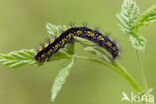 Scarlet Tiger (Callimorpha dominula)