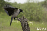 Hooded Crow (Corvus cornix)