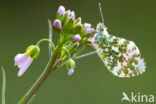 Oranjetipje (Anthocharis cardamines)