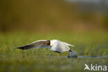 Black-headed Gull (Larus ridibundus)