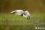 Black-headed Gull (Larus ridibundus)