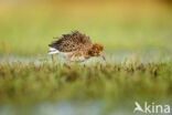 Ruff (Philomachus pugnax)