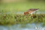 Ruff (Philomachus pugnax)