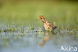 Ruff (Philomachus pugnax)