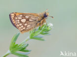 Chequered Skipper (Carterocephalus palaemon)