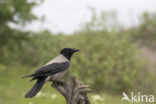 Hooded Crow (Corvus cornix)