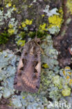 Setaceous Hebrew Character (Xestia c-nigrum)