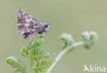 Grizzled Skipper (Pyrgus malvae)