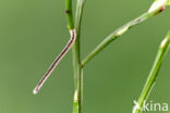 Crème stipspanner (Scopula ternata)