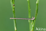 Crème stipspanner (Scopula ternata)