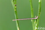 Crème stipspanner (Scopula ternata)