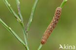 Broad-bordered Yellow Underwing (Noctua fimbriata)