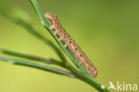 Broad-bordered Yellow Underwing (Noctua fimbriata)