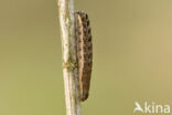 Setaceous Hebrew Character (Xestia c-nigrum)