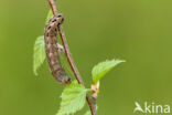 Zwarte c-uil (Xestia c-nigrum)