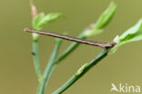 Crème stipspanner (Scopula ternata)