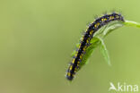 Scarlet Tiger (Callimorpha dominula)