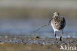 Eurasian Curlew (Numenius arquata)