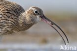 Eurasian Curlew (Numenius arquata)