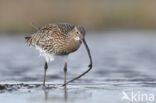 Eurasian Curlew (Numenius arquata)