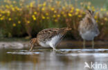 Common Snipe (Gallinago gallinago)