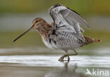 Common Snipe (Gallinago gallinago)