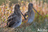Common Snipe (Gallinago gallinago)