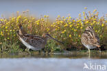 Common Snipe (Gallinago gallinago)