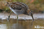 Common Snipe (Gallinago gallinago)