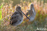 Watersnip (Gallinago gallinago)