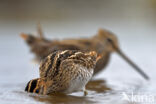 Watersnip (Gallinago gallinago)