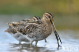 Watersnip (Gallinago gallinago)